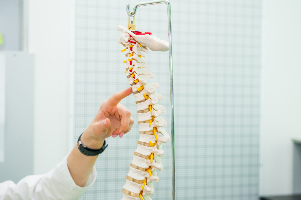 chiropractor pointing to spinal vertebrae